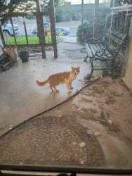 Found/Stray Unknown Cat last seen Archibeque Ave and Pecos Loop, Rio Rancho, NM 87124