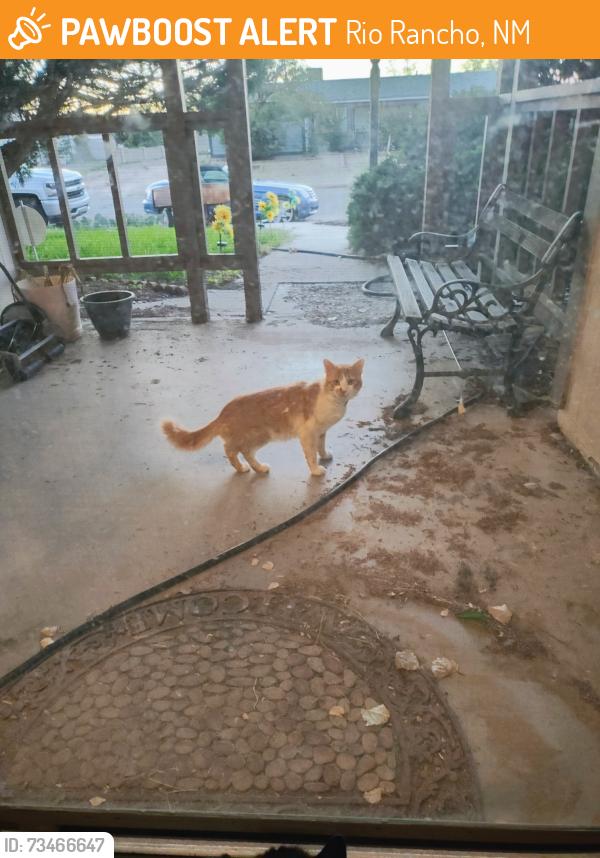 Found/Stray Unknown Cat last seen Archibeque Ave and Pecos Loop, Rio Rancho, NM 87124