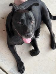Found/Stray Female Dog last seen Speedway and Camino seco, Tucson, AZ 85712