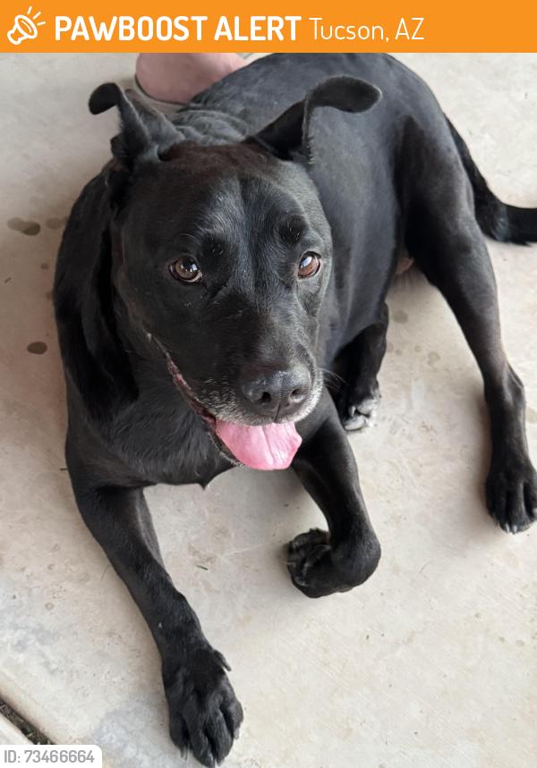 Found/Stray Female Dog last seen Speedway and Camino seco, Tucson, AZ 85712