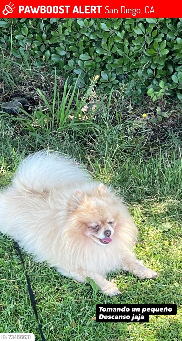 Lost Male Dog last seen Palm ave churrituck drive 92154, San Diego, CA 92154