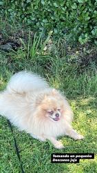 Lost Male Dog last seen Palm ave churrituck drive 92154, San Diego, CA 92154