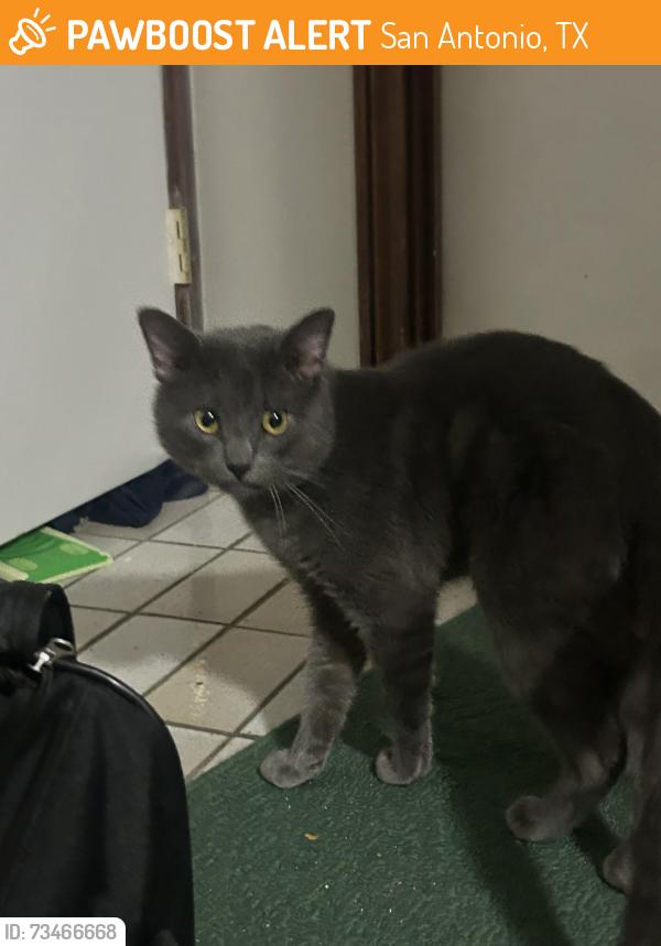 Found/Stray Male Cat last seen Near way stop, Denman est park, San Antonio, TX 78229