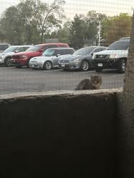 Found/Stray Unknown Cat last seen Monterey rd, Colorado Springs, CO 80910