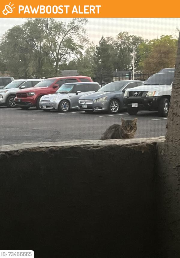 Found/Stray Unknown Cat last seen Monterey rd, Colorado Springs, CO 80910