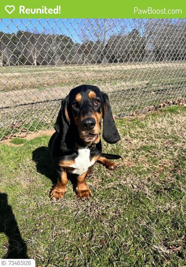 Reunited Male Dog last seen Pleasant Grove Baptist Church, Bowman, GA 30624