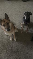 Lost Female Dog last seen Caledonia 3 mile rd, Racine, WI 53406