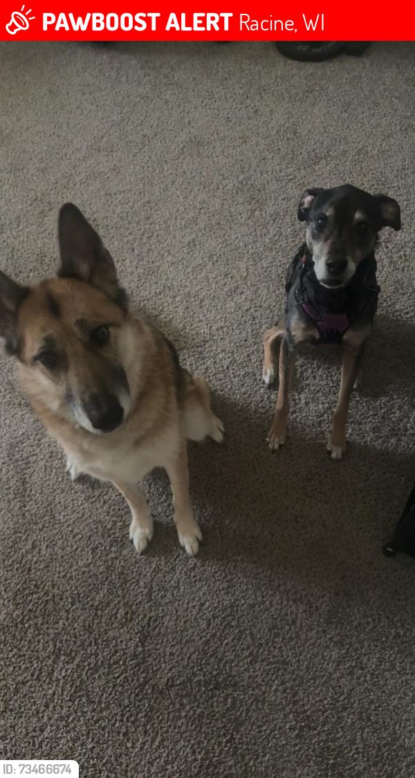 Lost Female Dog last seen Caledonia 3 mile rd, Racine, WI 53406