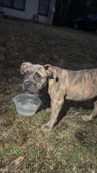 Found/Stray Female Dog last seen IOOF cemetery, Denton, TX 76201
