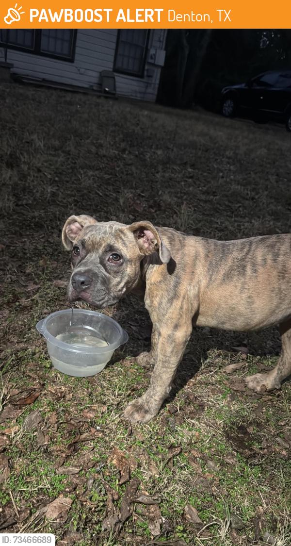 Found/Stray Female Dog last seen IOOF cemetery, Denton, TX 76201