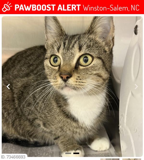 Lost Female Cat last seen Polo rd and cherry st, Winston-Salem, NC 27106