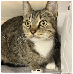 Lost Female Cat last seen Polo rd and cherry st, Winston-Salem, NC 27106