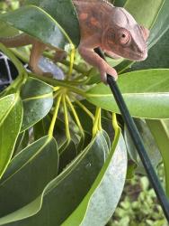 Lost Female Reptile last seen Near nw 29th way, Fort Lauderdale, FL 33311