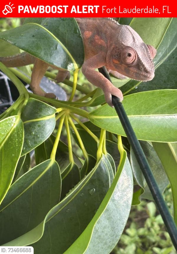 Lost Female Reptile last seen Near nw 29th way, Fort Lauderdale, FL 33311