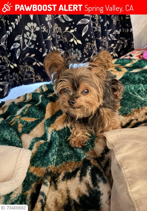 Lost Female Dog last seen La presa ave and piedmont st, Spring Valley, CA 91977