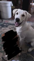 Lost Male Dog last seen Turner Pierce & Fultz, Navasota, TX 77868