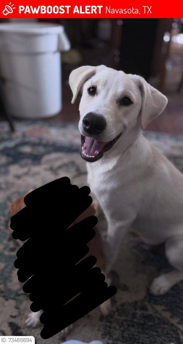 Lost Male Dog last seen Turner Pierce & Fultz, Navasota, TX 77868