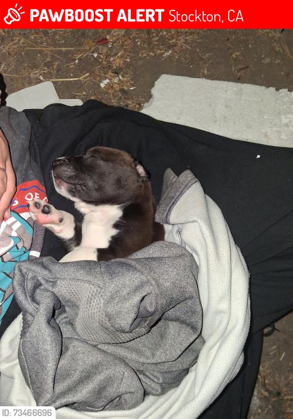 Lost Male Dog last seen Near E march ln stockton California, Stockton, CA 95207