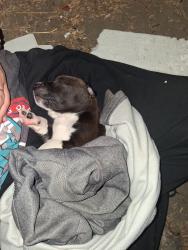 Lost Male Dog last seen Near E march ln stockton California, Stockton, CA 95207