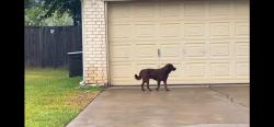 Found/Stray Male Dog last seen Lynnwood, Burleson, TX 76028