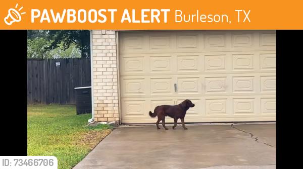 Found/Stray Male Dog last seen Lynnwood, Burleson, TX 76028