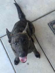 Found/Stray Female Dog last seen N/A, Hesperia, CA 92340