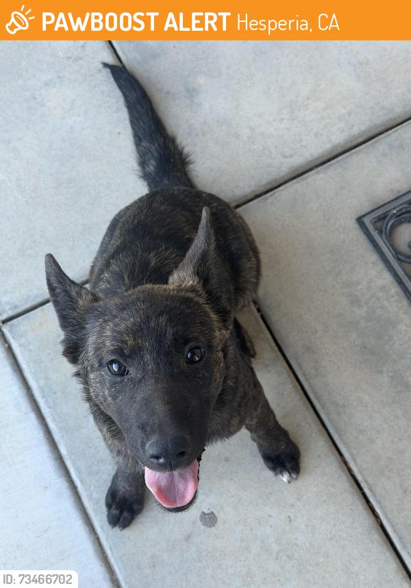 Found/Stray Female Dog last seen N/A, Hesperia, CA 92340