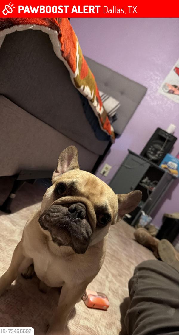 Lost Male Dog last seen Van ness & maxon, Dallas, TX 75220