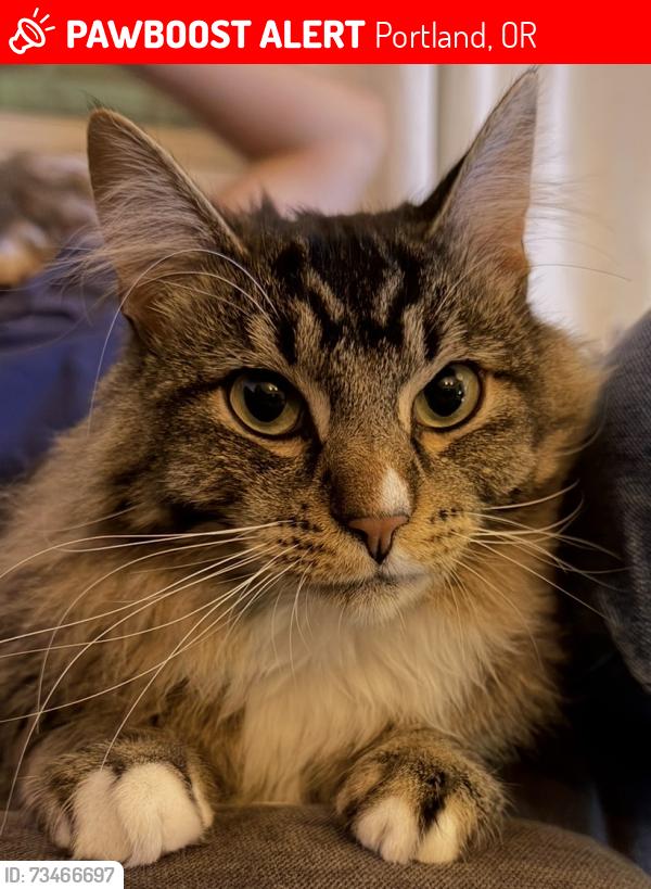 Lost Male Cat last seen Near yard bird coffee. He is likely on Prescott street., Portland, OR 97218