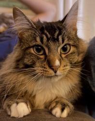 Lost Male Cat last seen Near yard bird coffee. He is likely on Prescott street., Portland, OR 97218