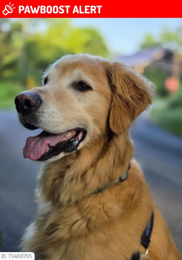 Lost Male Dog last seen Kings Gap, Pine Road, Dickinson School Road, Dickinson Township, PA 17015