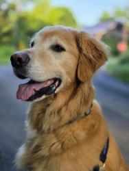 Lost Male Dog last seen Kings Gap, Pine Road, Dickinson School Road, Dickinson Township, PA 17015