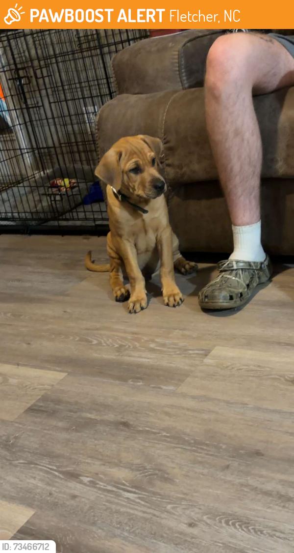 Found/Stray Male Dog last seen Hutch Mtn Rd area, Fletcher, NC 28732