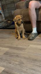 Found/Stray Male Dog last seen Hutch Mtn Rd area, Fletcher, NC 28732