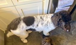 Reunited Female Dog last seen Beverly Dr. And cypress north Houston, Houston, TX 77065