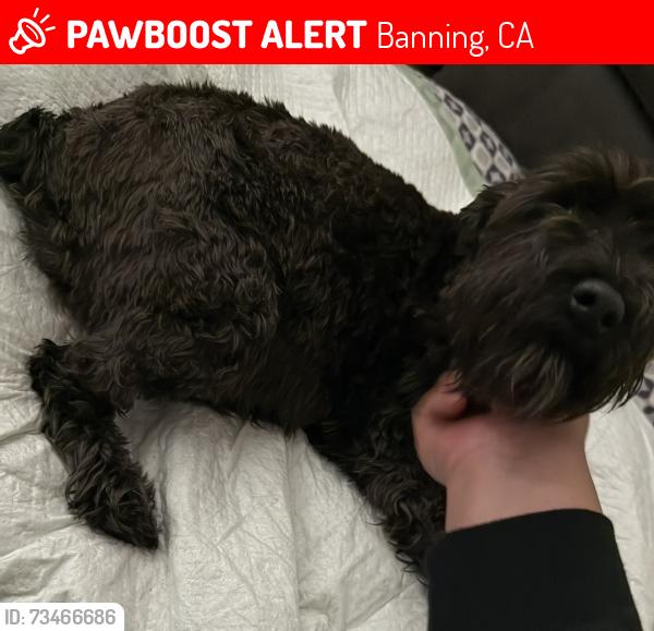 Lost Female Dog last seen Near st, Banning, CA 92220