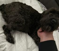 Lost Female Dog last seen Near st, Banning, CA 92220