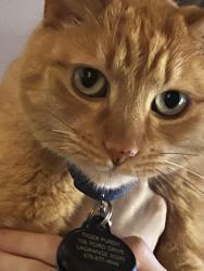 Lost Male Cat last seen Ramp Rd, Riverwood subdivision, LaGrange, GA 30240