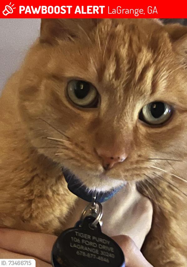 Lost Male Cat last seen Ramp Rd, Riverwood subdivision, LaGrange, GA 30240