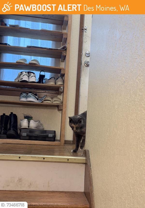 Found/Stray Unknown Cat last seen nearest 22nd Pl S, Des Moines, WA 98198