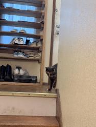 Found/Stray Unknown Cat last seen nearest 22nd Pl S, Des Moines, WA 98198