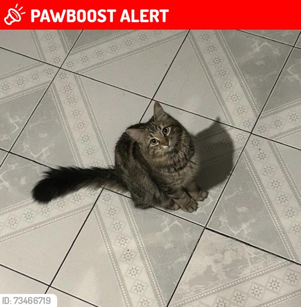 Lost Male Cat last seen Av. Adolfo López Mateos, entre 4ta av y Alhelí, Ciudad Nezahualcóyotl, Méx. 