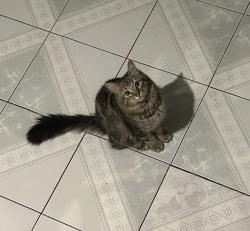 Lost Male Cat last seen Av. Adolfo López Mateos, entre 4ta av y Alhelí, Ciudad Nezahualcóyotl, Méx. 