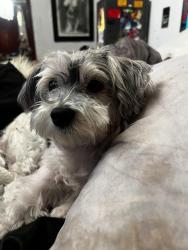 Lost Male Dog last seen Turk street, San Francisco, CA 94102