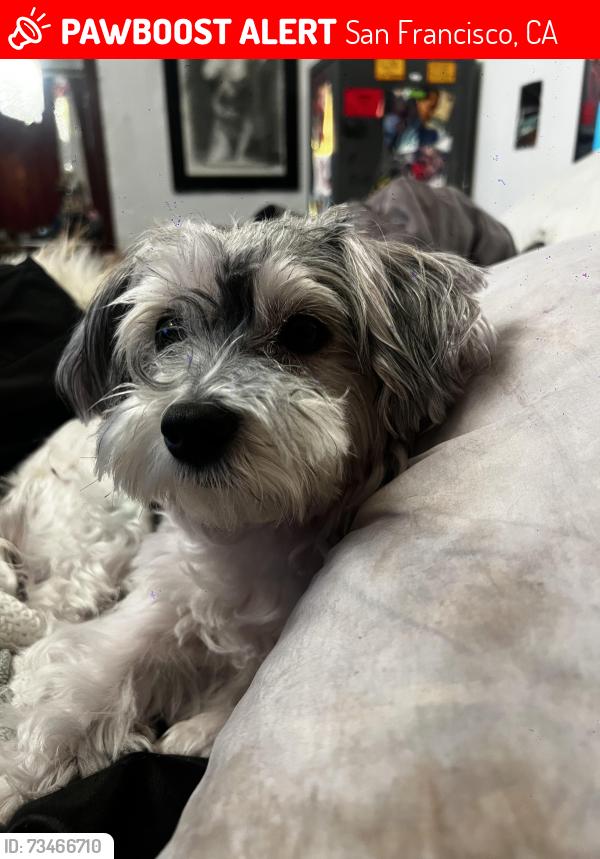 Lost Male Dog last seen Turk street, San Francisco, CA 94102