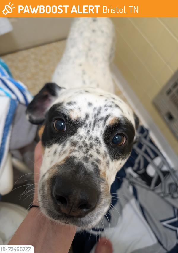 Found/Stray Male Dog last seen Behind Frizzell Construction, Bristol, TN 37620
