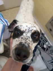 Found/Stray Male Dog last seen Behind Frizzell Construction, Bristol, TN 37620