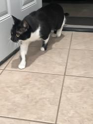 Reunited Male Cat last seen Near W 38th st, Chicago, IL 60609