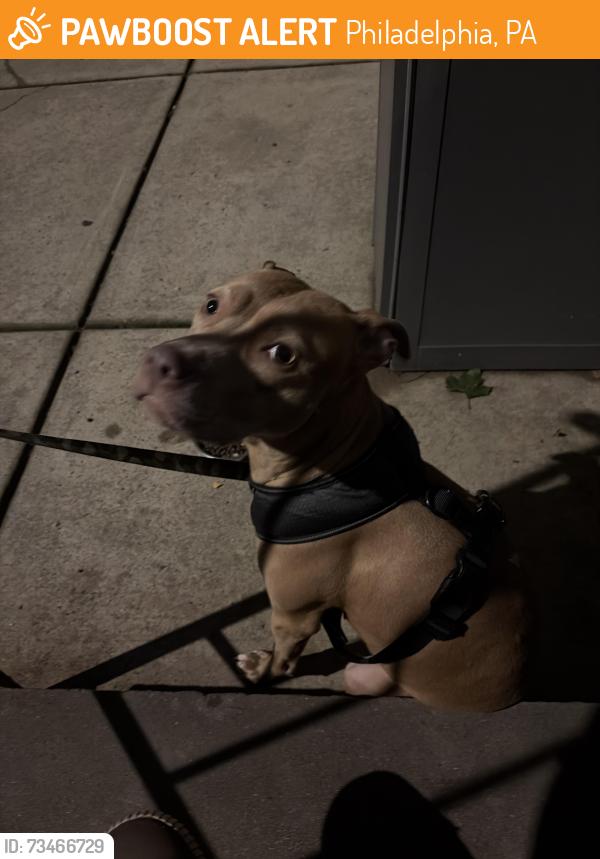 Found/Stray Female Dog last seen 28th and Stiles, Philadelphia, PA 19121