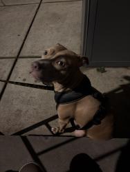 Found/Stray Female Dog last seen 28th and Stiles, Philadelphia, PA 19121
